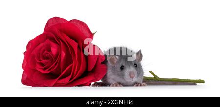 Joli rat bleu assis à côté de rose rouge. En regardant vers la caméra. Isolé sur fond blanc. Banque D'Images