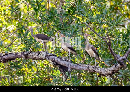 Ibis blanc d'Amérique juvénile (Eudocimus albus), espèce d'oiseau de la famille des ibis, Threskiornithidae. Rio Tenorio, Guanacaste. Faune et observation des oiseaux Banque D'Images