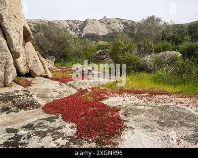 Végétation méditerranéenne entre roches granitiques, près d'Arzachena, Sardaigne, Italie Banque D'Images