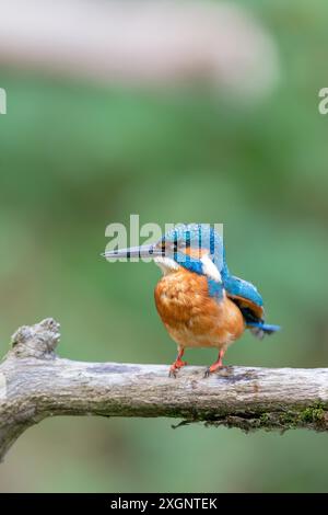 martin pêcheur commun eurasien (Alcedo atthis) assis sur son perchoir en automne Banque D'Images