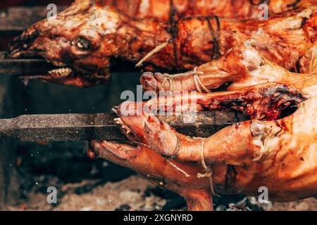 Crachat de porc entier rôti au festival traditionnel en Serbie, foyer sélectif Banque D'Images