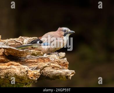 Beau Jay, oiseau corvide timide Banque D'Images