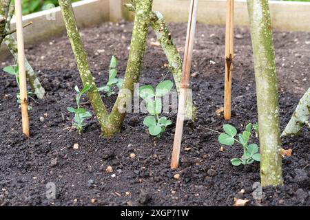 Jeunes plants de pois Starlight plantés dans un lit de croissance surélevé en bois dans un potager au printemps, Angleterre, Royaume-Uni. Banque D'Images