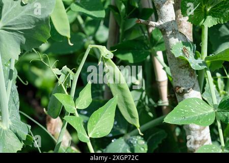 Plants de pois Starlight avec des gousses de pois, poussant dans un lit de croissance surélevé dans un potager pendant l'été, Angleterre, Royaume-Uni. Banque D'Images