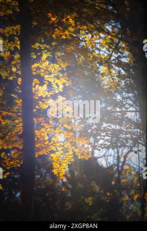 Gros plan des feuilles de hêtre en automne avec une belle lumière du soleil Banque D'Images