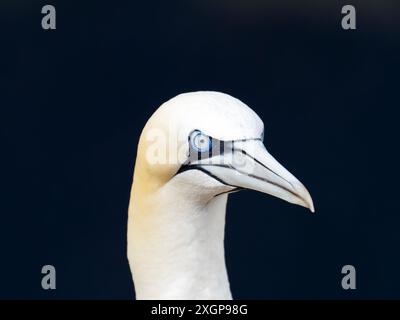 Northern Gannet, Morus bassanus clignotant avec sa membrane nictitante à Troup Head dans l'Aberdeenshire, Écosse, Royaume-Uni. Banque D'Images