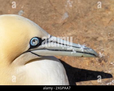 Northern Gannet, Morus bassanus clignotant avec sa membrane nictitante à Troup Head dans l'Aberdeenshire, Écosse, Royaume-Uni. Banque D'Images