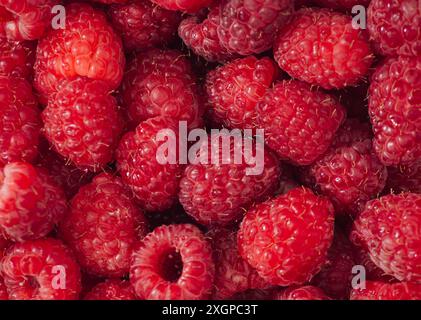 Framboises fraîches et mûres. Fond créatif minimal et concept de texture. Framboise baies fermer la composition du motif. Ponte à plat saine des fruits. Banque D'Images