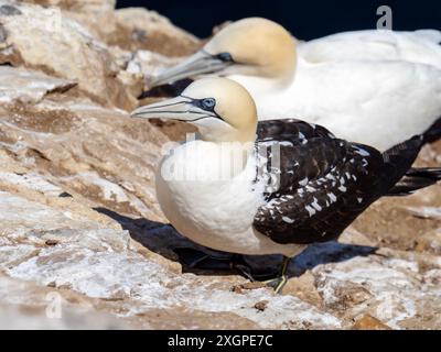 Un Gannet du Nord immature, Morus bassanus à Troup Head dans l'Aberdeenshire, en Écosse, au Royaume-Uni. Banque D'Images