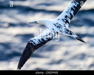 Un Gannet du Nord immature ; Morus bassanus volant à Troup Head dans l'Aberdeenshire, Écosse, Royaume-Uni. Banque D'Images