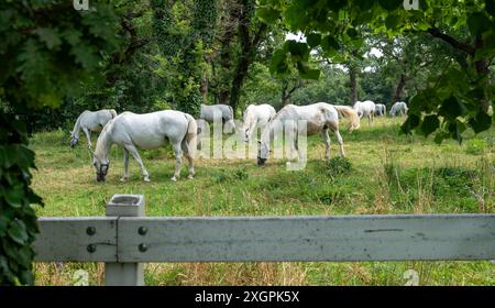 Chevaux blancs sur une prairie avec de nombreux arbres. Banque D'Images