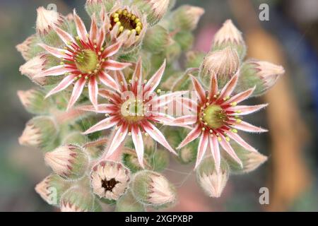 Petites fleurs de Sempervivum tectorum, le houseleek commun ou les poules et les poussins. Banque D'Images