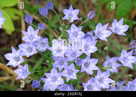 Bleu pâle Triteleia laxa, également connu sous le nom de prairie, lys triplés, ou lance d’Ithuriel, en fleur. Banque D'Images