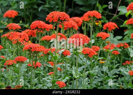 Lychnis chalcedonica rouge vif ou Croix de Malte en fleur. Banque D'Images
