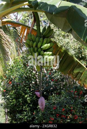 Banane plante, fruit et fleur. Musa SP., Musaceae. Cuba, Caraïbes. Banque D'Images