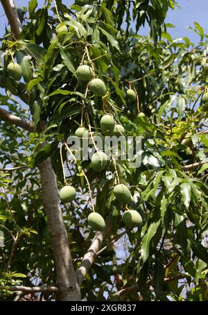 Mangue commune, Mangifera indica, Anacardiaceae. Cuba, Caraïbes. La mangue est un fruit à noyau juteux (drupe) appartenant au genre Mangifera. Banque D'Images