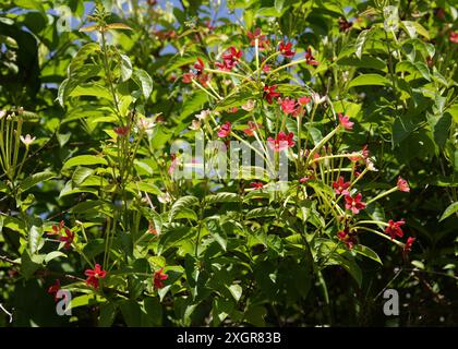 Rangoon Creeper, Burma Creeper, Chinese Honey Sailor ou Drunken Sailor, Combretum indicum, syn. Quisqualis indica, Combretaceae. Asie tropicale. Banque D'Images