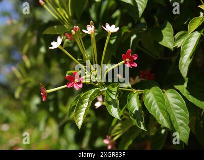 Rangoon Creeper, Burma Creeper, Chinese Honey Sailor ou Drunken Sailor, Combretum indicum, syn. Quisqualis indica, Combretaceae. Asie tropicale. Banque D'Images