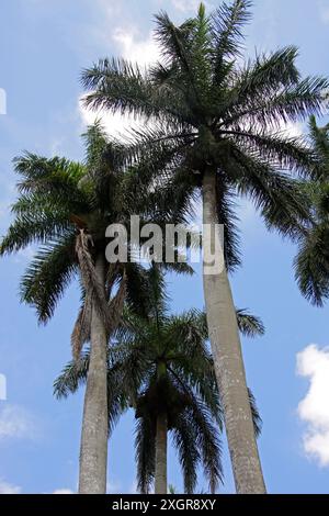 Palmiers royaux cubains, Roystonea regia, Arecaceae. Cuba, Caraïbes. Banque D'Images