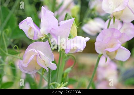 Crème et lilas violet Lathyrus odoratus, pois doux «High Scent» en fleur. Banque D'Images