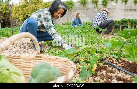 Femme asiatique collectant des légumes biologiques à la ferme de la ville en plein air - technologie, produit alimentaire local et concept de travail durable - principal accent sur le visage Banque D'Images