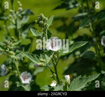 Marais Mallow Althaea officinalis en fleur. Jardin botanique, Freiburg im Preisgau, Allemagne, Europe Banque D'Images