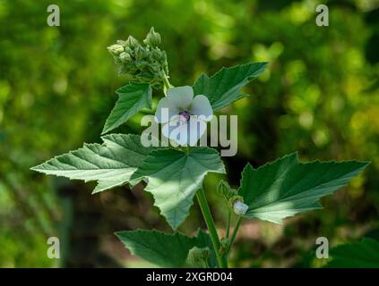 Marais Mallow Althaea officinalis en fleur. Jardin botanique, Freiburg im Preisgau, Allemagne, Europe Banque D'Images