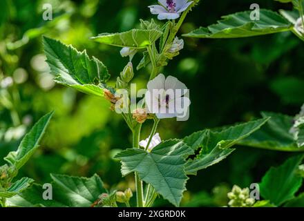 Marais Mallow Althaea officinalis en fleur. Jardin botanique, Freiburg im Preisgau, Allemagne, Europe Banque D'Images