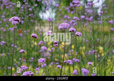 Lilas violet Verbena bonariensis, également connu sous le nom de verveine pourpre, verveine clustertop, verveine Argentine, en fleur. Banque D'Images