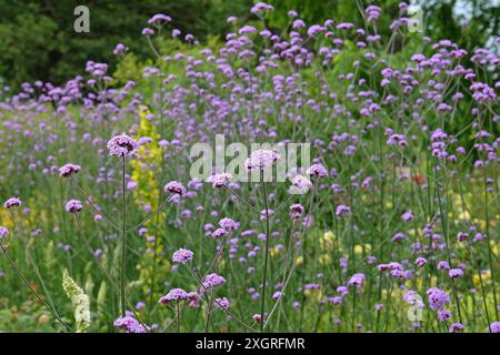 Lilas violet Verbena bonariensis, également connu sous le nom de verveine pourpre, verveine clustertop, verveine Argentine, en fleur. Banque D'Images