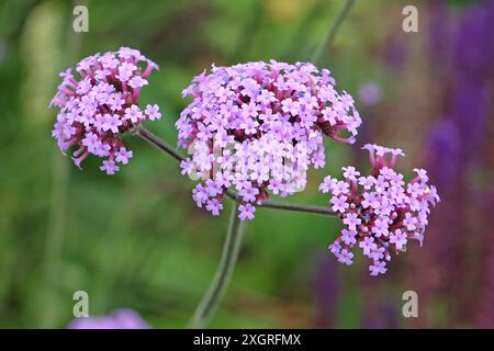 Lilas violet Verbena bonariensis, également connu sous le nom de verveine pourpre, verveine clustertop, verveine Argentine, en fleur. Banque D'Images