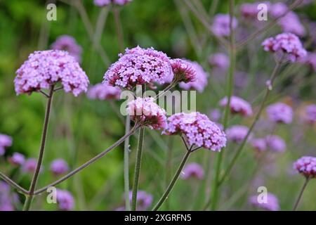 Lilas violet Verbena bonariensis, également connu sous le nom de verveine pourpre, verveine clustertop, verveine Argentine, en fleur. Banque D'Images