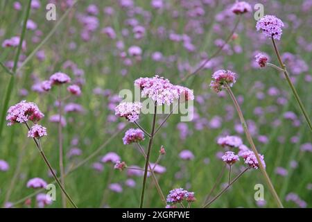 Lilas violet Verbena bonariensis, également connu sous le nom de verveine pourpre, verveine clustertop, verveine Argentine, en fleur. Banque D'Images