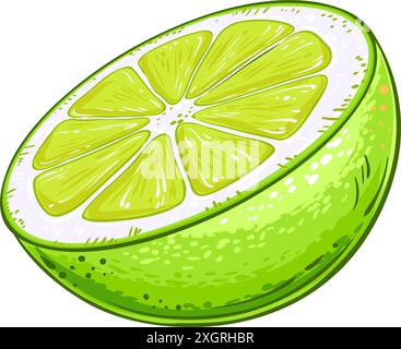 Illustration détaillée colorée de fruit de citron vert Illustration de Vecteur