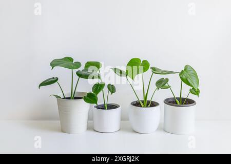 Jeunes Monstera deliciosa ou plants de fromage suisse dans des pots de fleurs blanches isolés sur un fond clair, jardinage maison et connexion avec la nature Banque D'Images