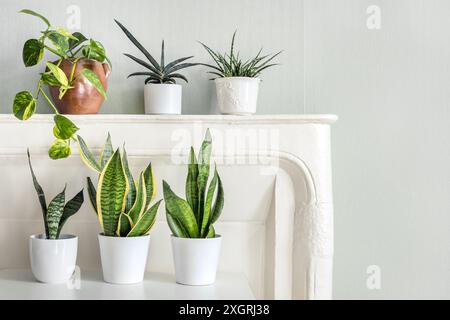 Plantes de serpent variete dans la salle avec des murs vert clair, concept de jardin intérieur Banque D'Images