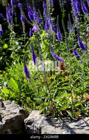 Spiked Speedwell, Veronica spicata syn. Pseudolysimachion spicatum, Plantaginacées. Europe. C'est la fleur du comté de Montgomeryshire. Banque D'Images