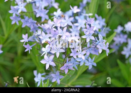 Bleu pâle Amsonia orientalis, bluestar oriental, en fleur. Banque D'Images