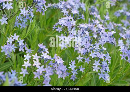 Bleu pâle Amsonia orientalis, bluestar oriental, en fleur. Banque D'Images