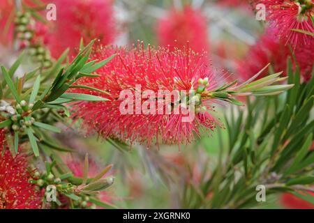 Citrinus Callistemon rouge vif, pinceau cramoisi «splendens» en fleur. Banque D'Images