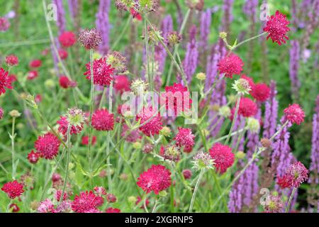 Knautia macedonica ou Scabious macédonien «chevalier rouge» en fleur. Banque D'Images