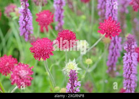 Knautia macedonica ou Scabious macédonien «chevalier rouge» en fleur. Banque D'Images