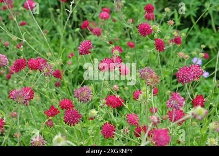 Knautia macedonica ou Scabious macédonien «chevalier rouge» en fleur. Banque D'Images