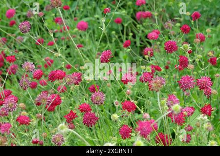 Knautia macedonica ou Scabious macédonien «chevalier rouge» en fleur. Banque D'Images