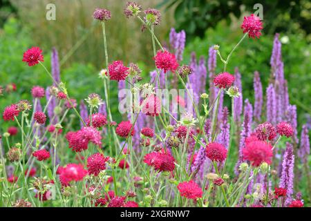 Knautia macedonica ou Scabious macédonien «chevalier rouge» en fleur. Banque D'Images