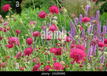 Knautia macedonica ou Scabious macédonien «chevalier rouge» en fleur. Banque D'Images