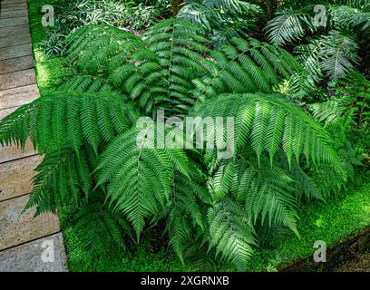 Le genre Blechnum gibbum appelé Silver lady ou Dwarf Tree Fern (Blechaceae) est une fougère ‚dur du genre Blechum de la famille des Blechaceae. Banque D'Images