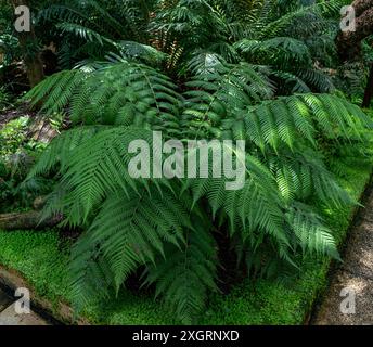 Le genre Blechnum gibbum appelé Silver lady ou Dwarf Tree Fern (Blechaceae) est une fougère ‚dur du genre Blechum de la famille des Blechaceae. Banque D'Images