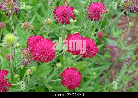 Knautia macedonica ou Scabious macédonien «chevalier rouge» en fleur. Banque D'Images