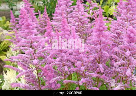 Rose Astilbe arendsii «Améthyste» en fleur pendant les mois d’été. Banque D'Images